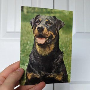 Rottweiler Postcard
